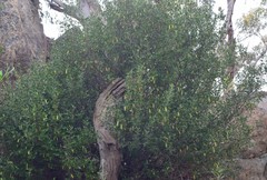 Correa glabra glabra