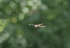 Somatochlora linearis