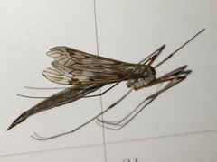 Tipula longiventris