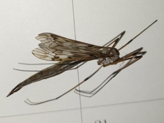 Tipula longiventris