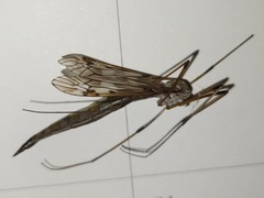 Tipula longiventris