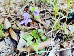 Viola grypoceras
