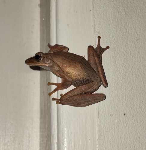 Common Southeast Asian Tree Frog, photo 6 of 10
