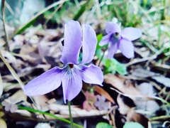 Viola grypoceras