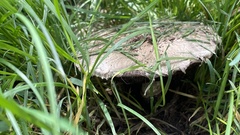Agaricaceae