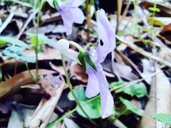 Viola grypoceras