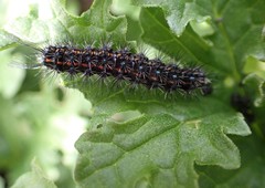 Nyctemera annulata × amicus