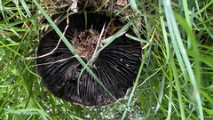 Agaricaceae