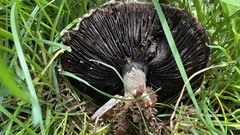 Agaricaceae
