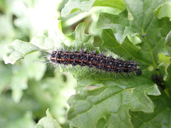 Nyctemera annulata × amicus