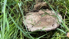 Agaricaceae