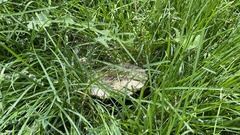 Agaricaceae