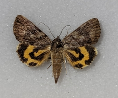 Catocala aestivalia