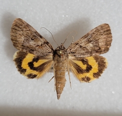 Catocala aestivalia