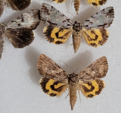 Catocala aestivalia