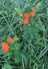 Asclepias tuberosa interior