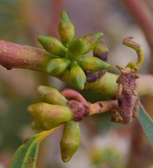 Eucalyptus goniocalyx