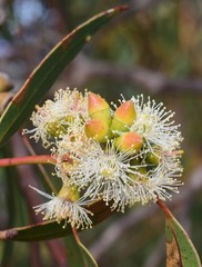 Eucalyptus goniocalyx
