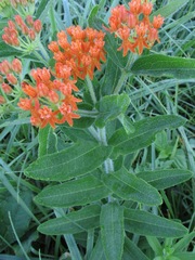 Asclepias tuberosa interior
