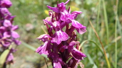 Dactylorhiza traunsteineri