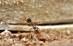 Chelaner antarcticus