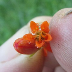 Asclepias tuberosa interior