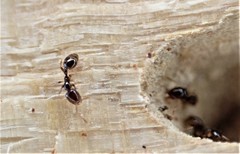 Chelaner antarcticus