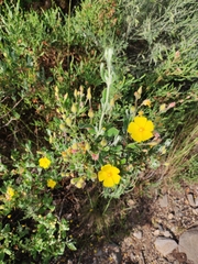 Cistus lasianthus alyssoides