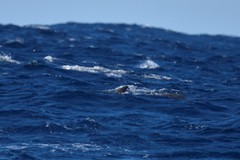 Globicephala macrorhynchus