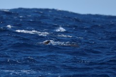 Globicephala macrorhynchus