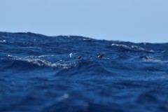 Globicephala macrorhynchus