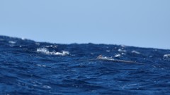 Globicephala macrorhynchus