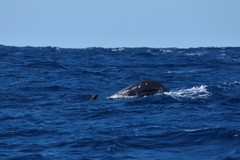 Globicephala macrorhynchus