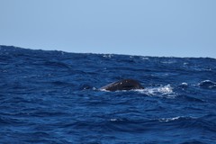 Globicephala macrorhynchus