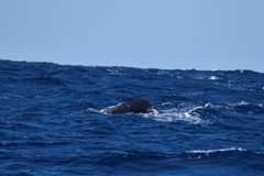 Globicephala macrorhynchus