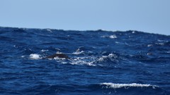 Globicephala macrorhynchus