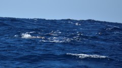 Globicephala macrorhynchus