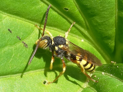 Nomada luteoloides