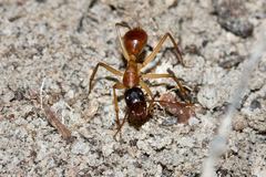 Camponotus nigriceps