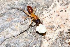Camponotus nigriceps