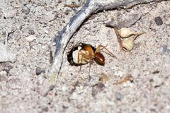 Camponotus nigriceps
