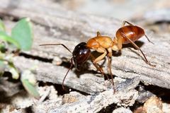 Camponotus nigriceps