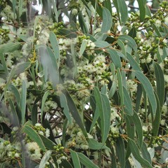 Eucalyptus goniocalyx