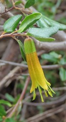 Correa glabra glabra