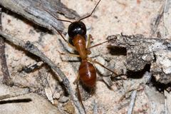 Camponotus nigriceps