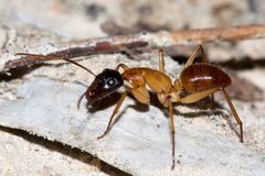 Camponotus nigriceps