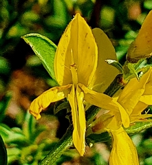 Genista pilosa