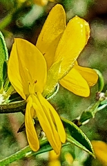 Genista pilosa