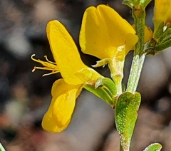 Genista pilosa