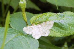 Trigrammia quadrinotaria